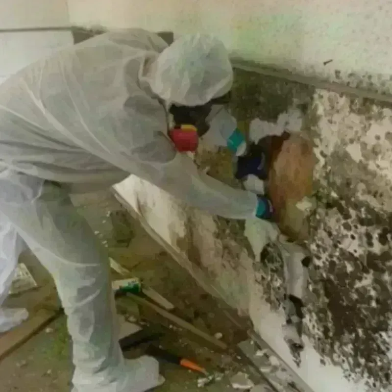 Mold Remediation and Removal in Mount Morris, NY